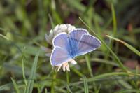 Polyommatus icarus