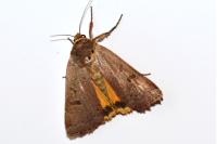 Noctua comes