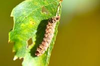 Falcaria lacertinaria