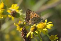 Lycaena tityrus