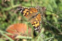 Vanessa cardui