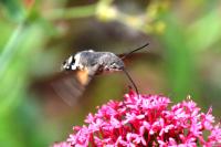 Macroglossum stellatarum