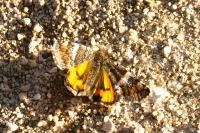 Archiearis parthenias