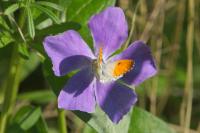 Anthocharis cardamines