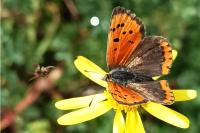 Lycaena phlaeas