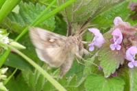 Autographa gamma