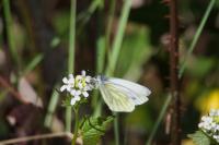 Pieris napi