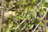 Pseudopanthera macularia