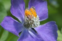 Anthocharis cardamines