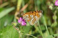 Melitaea cinxia