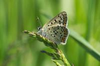 Lycaena tityrus