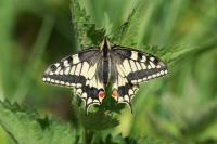 Papilio machaon