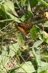 Euphydryas aurinia
