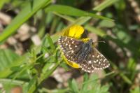 Pyrgus malvae