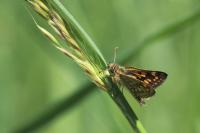 Carterocephalus palaemon