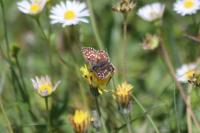 Pyrgus malvae