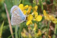 Polyommatus icarus