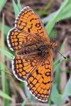 Melitaea parthenoides
