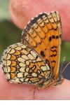 Melitaea parthenoides