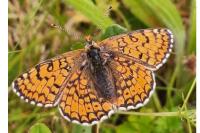 Melitaea cinxia