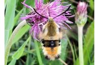 Hemaris tityus