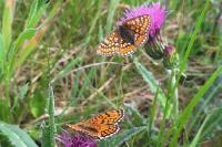 Euphydryas aurinia