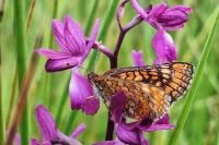 Euphydryas aurinia