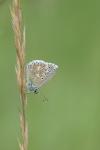 Lysandra bellargus