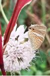 Lampides boeticus