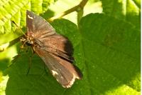 Heteropterus morpheus