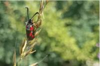 Zygaena sarpedon