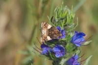 Tyta luctuosa