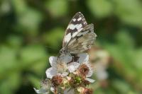 Melanargia galathea