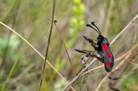 Zygaena sarpedon
