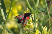 Zygaena sarpedon