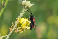 Zygaena sarpedon