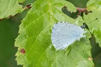 Celastrina argiolus