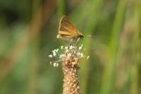 Thymelicus lineola