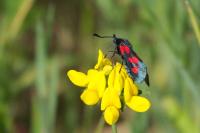 Zygaena trifolii