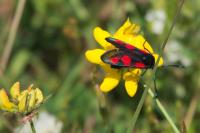 Zygaena trifolii