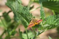 Lythria cruentaria