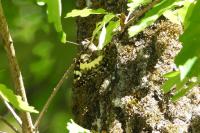 Brintesia circe