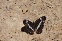 Limenitis camilla