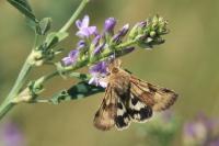 Heliothis viriplaca