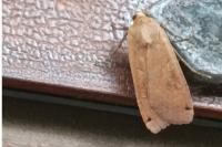 Noctua pronuba