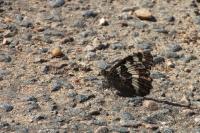 Brintesia circe