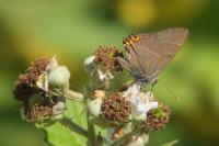 Satyrium w-album