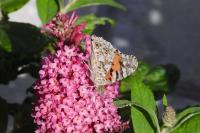 Vanessa cardui