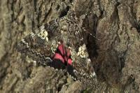 Catocala promissa
