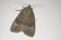 Amphipyra pyramidea